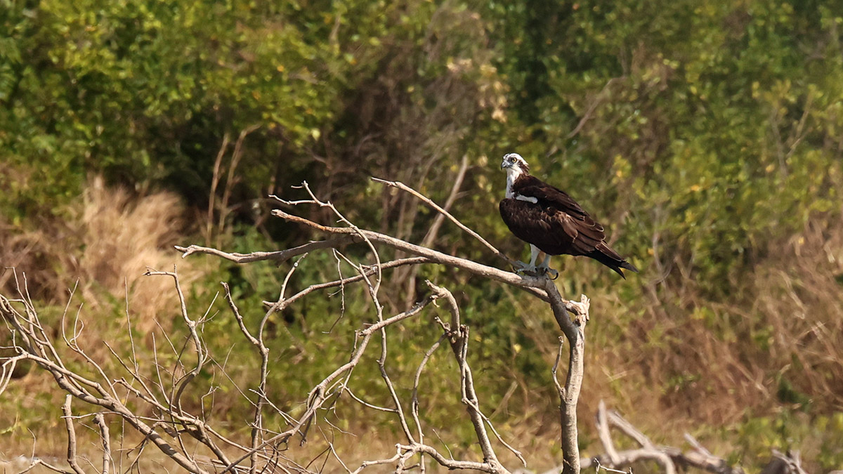 Osprey